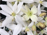 3b7dfde4-20190311 Clematis.jpg